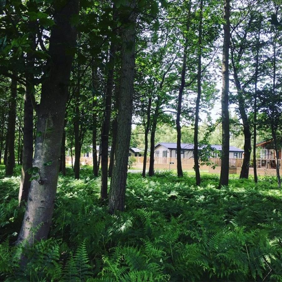 Lodge Hollicarrs - Stag *